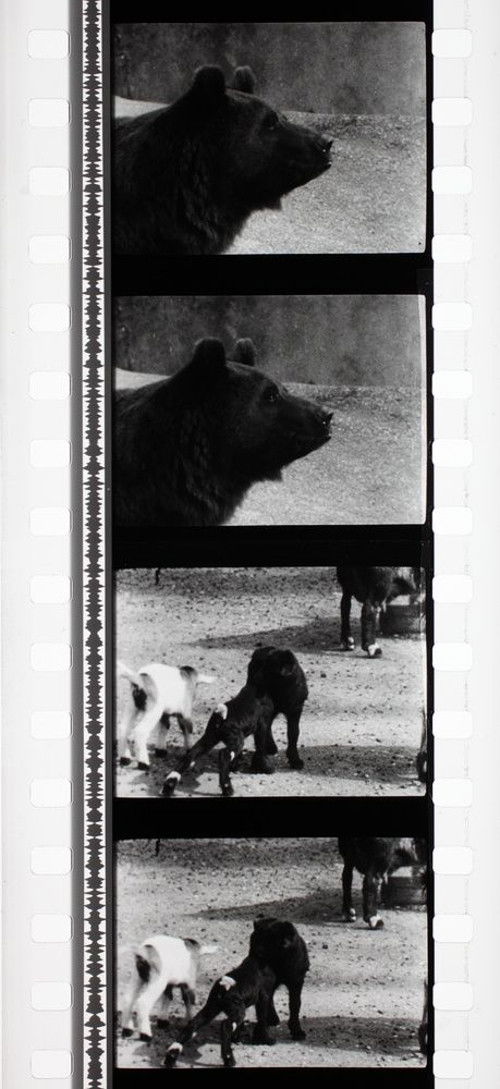 Tant qu'il y aura des bêtes (1959) poster