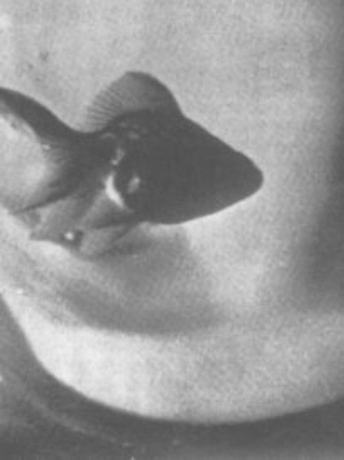 Conversation Between Nail and Socks (1958) poster