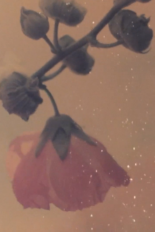 Pflanzen am kottbusser damm (2025) poster