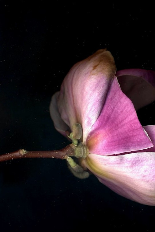 Dans un rectangle absolu, le printemps (2021) poster