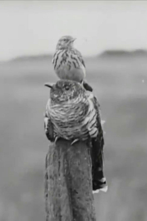 The Cuckoo's Secret (1922) poster