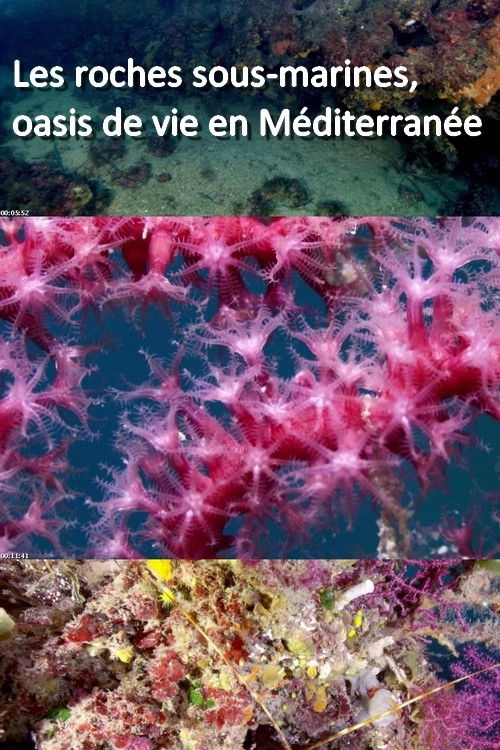 Les roches sous-marines, oasis de vie en Méditerranée (2019) poster