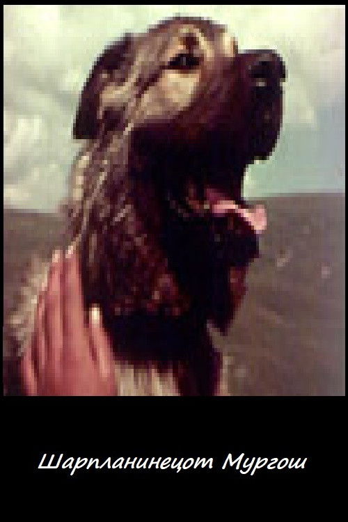 Шарпланинецот Мургош (1960) poster