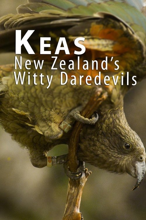 Keas - New Zealand's Witty Daredevils (2015) poster