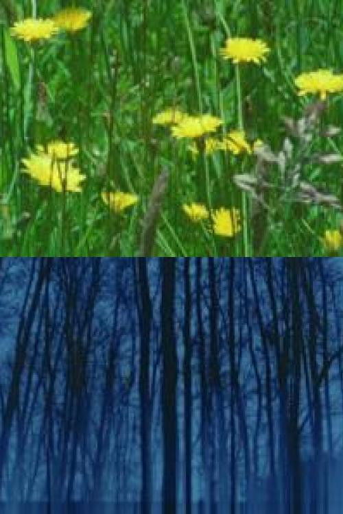 Ningún lugar para morir (2021) poster