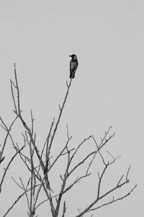 Dissipatio (2020) poster