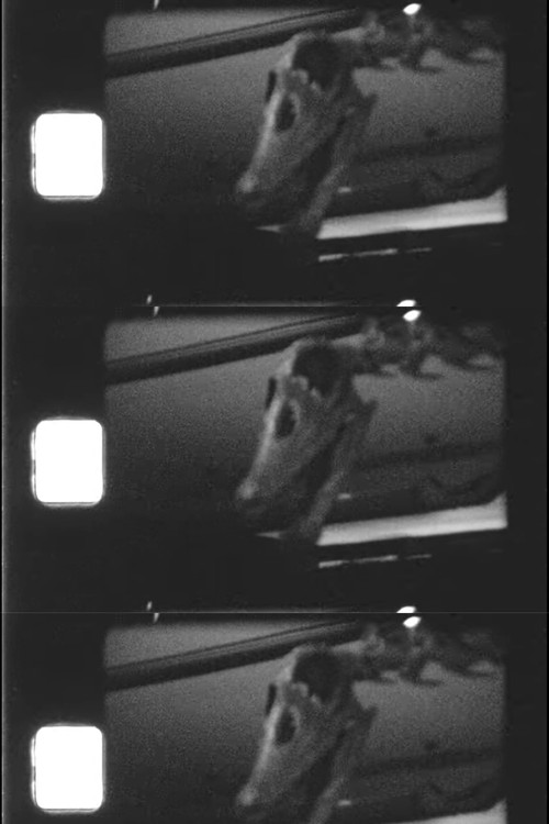 Patagotitan and Other Fossils (2023) poster