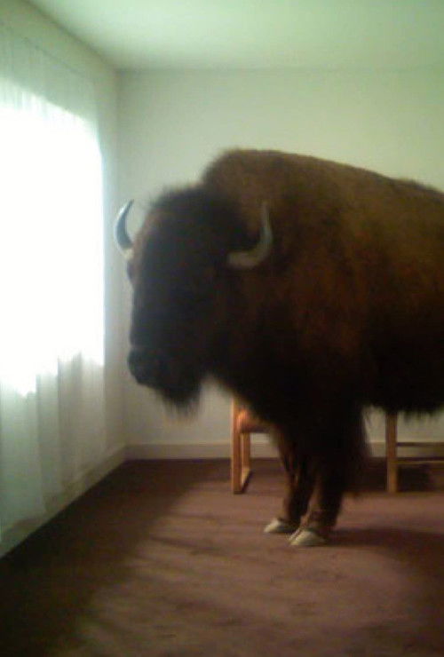 Migration (2008) poster