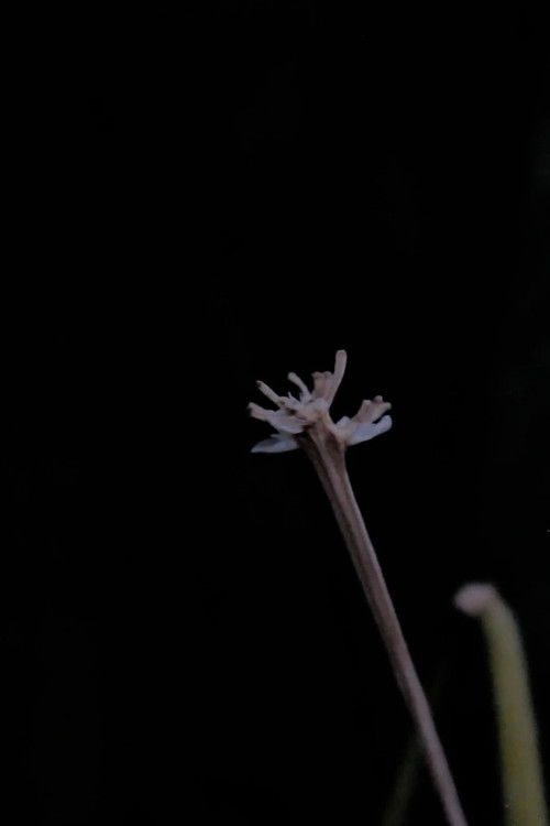 Querer de infância ou ritos de passagem para Moema (2024) poster