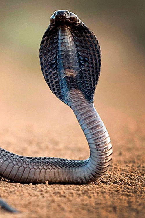 One Million Snake Bites (2011) poster