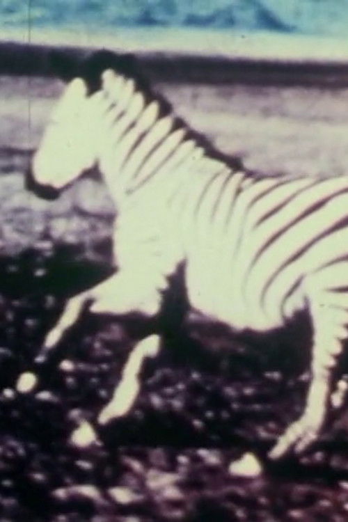 The Struggle of the Meat (1974) poster