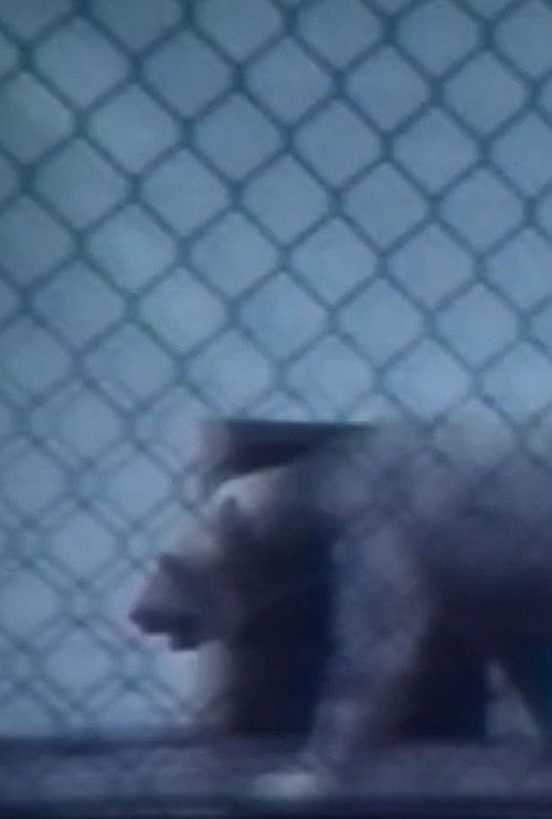 What do old bears dream of? (1982) poster