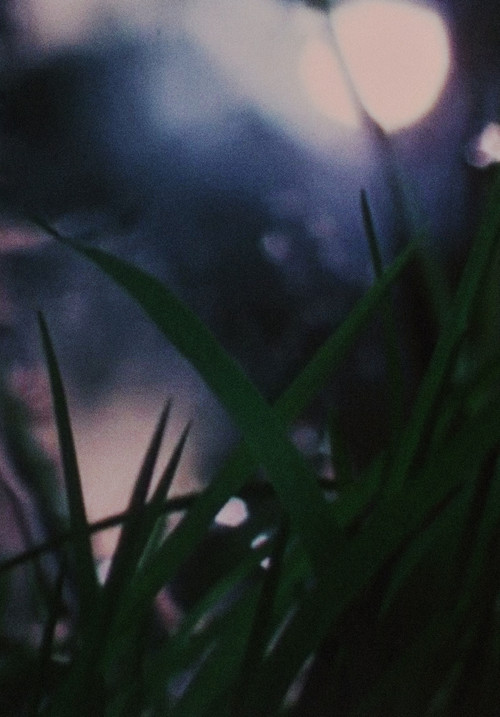 Dog Track (1969) poster