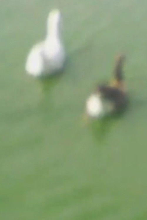 L'état de notre urgence 4 (2018) poster