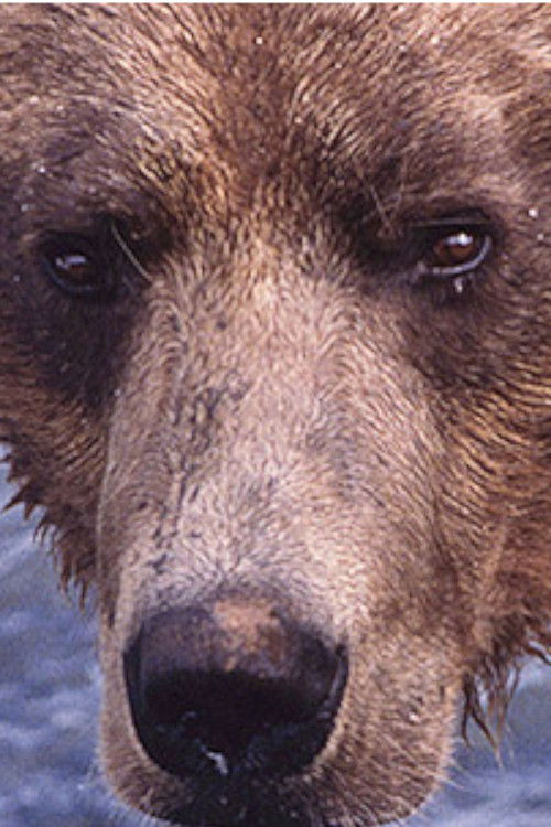 Showdown at Grizzly River (2000) poster