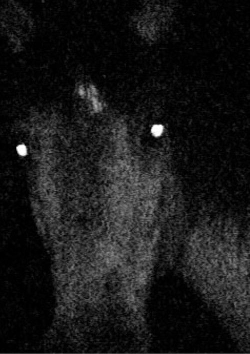 Voyage au pays des vampires (2001) poster