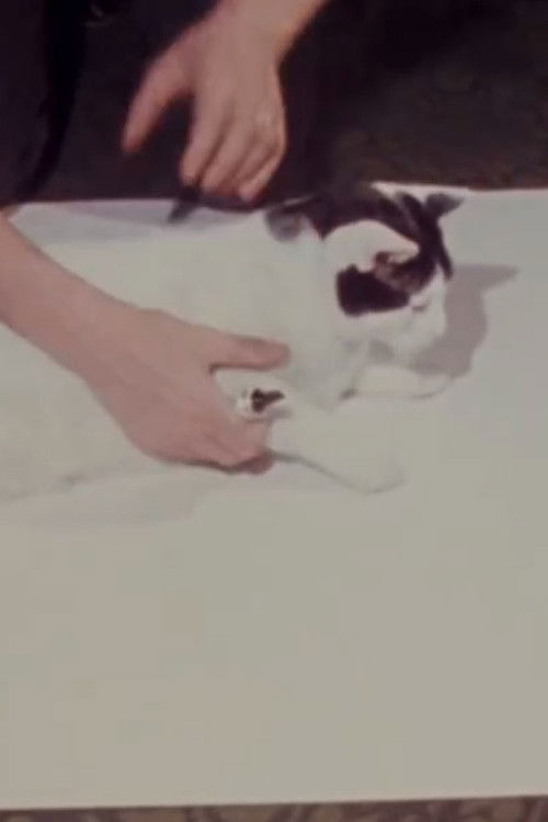 How to Draw a Cat (1973) poster