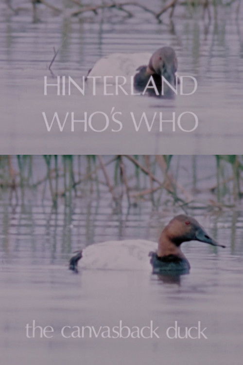 Hinterland Who's Who: The Canvasback Duck (1973) poster