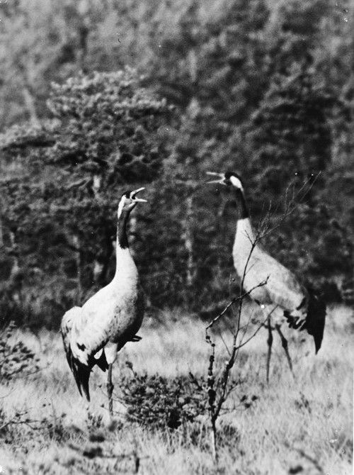 Luonnon kätköissä (1963) poster