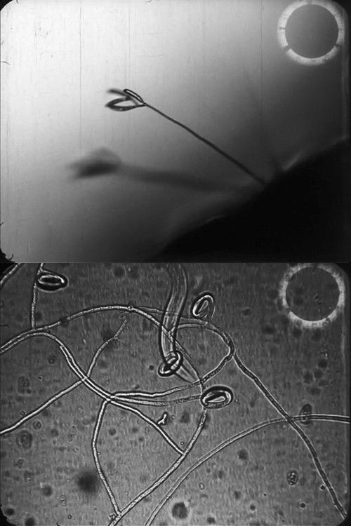 Predacious fungi (1938) poster