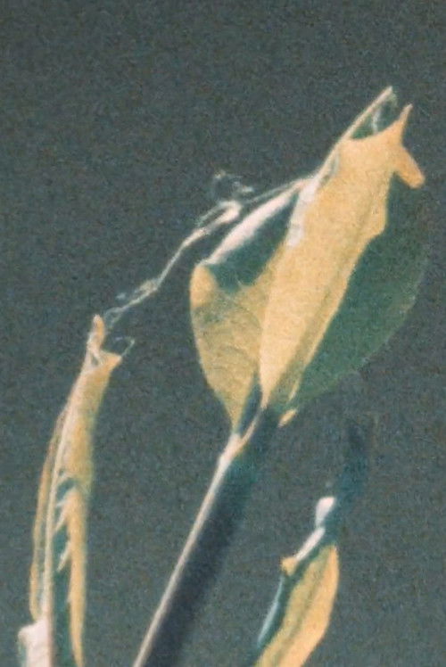 Early Summer (2016) poster