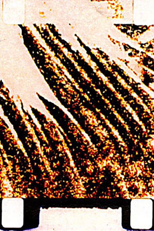 Song of the Mushroom (2002) poster