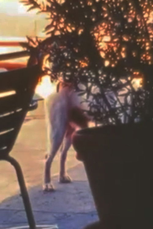 WDD/CHL (2009) poster