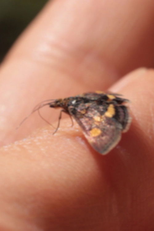 IN SEARCH OF COLOUR (2017) poster