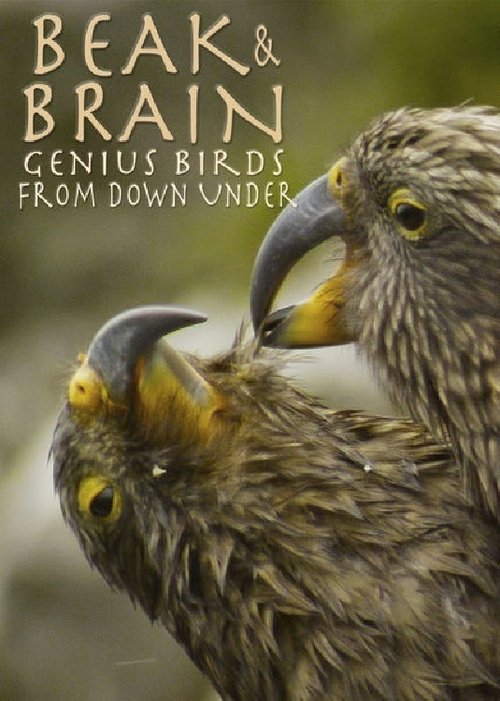 Beak & Brain - Genius Birds from Down Under (2013) poster