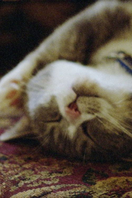 Pitcher of Colored Light (2007) poster