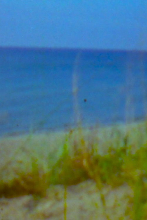 Roses, Pink and Blue (2023) poster