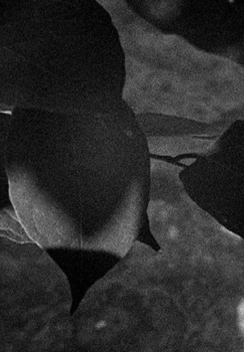 Light Leaves (1978) poster