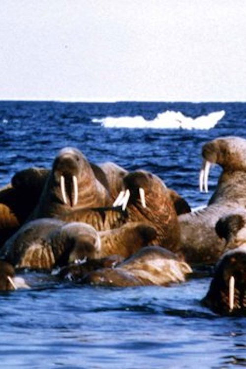 Edge of Ice (1986) poster