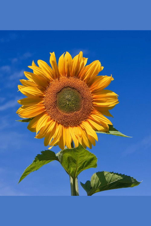 Yellow Valley Gardens (2023) poster