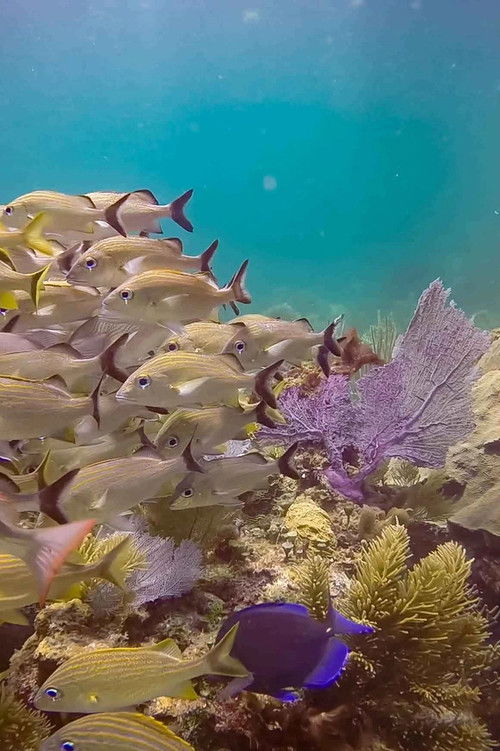 Aluxes en Yucatán (2019) poster