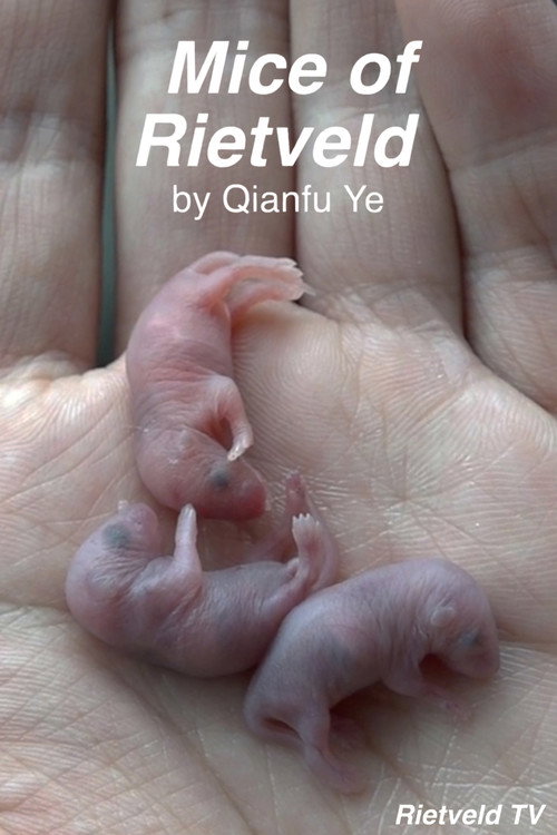 Mice of Rietveld (2019) poster