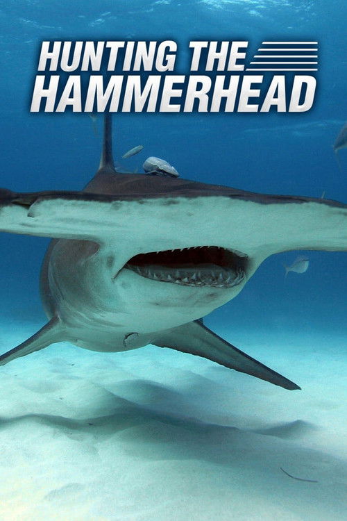Hunting the Hammerhead (2016) poster