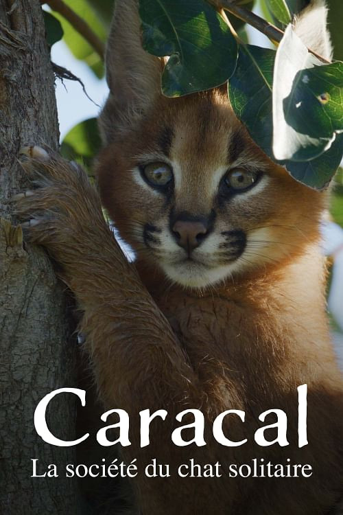 Caracal: La Société du chat solitaire (2024) poster