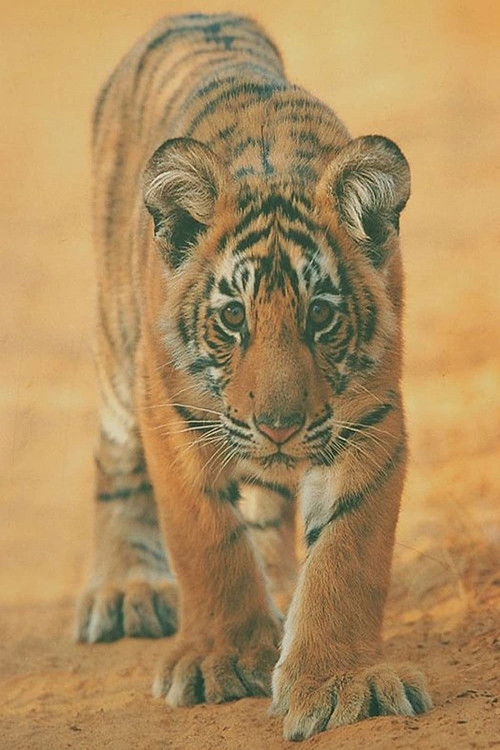 Broken Tail (2010) poster