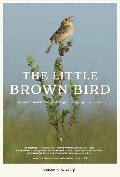 The Little Brown Bird (2025) poster