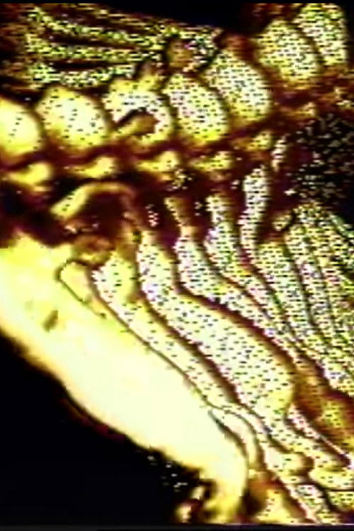 Viscous Meanderings (1991) poster