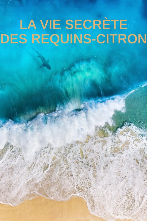 La vie secrète des requins citron (2021) poster
