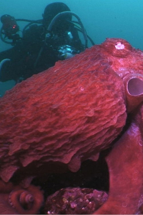 Animal Instincts - When Monsters Call - The Bizarre Water-World of Noto Peninsula, Japan poster