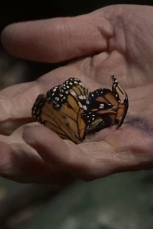 The devil in the details (2020) poster