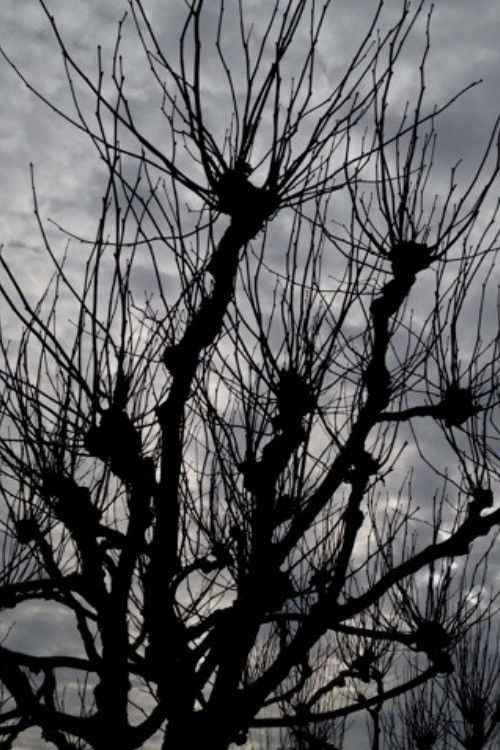 Intimations (2015) poster