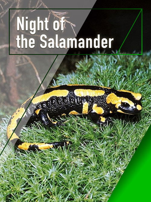 Night of the Salamander poster