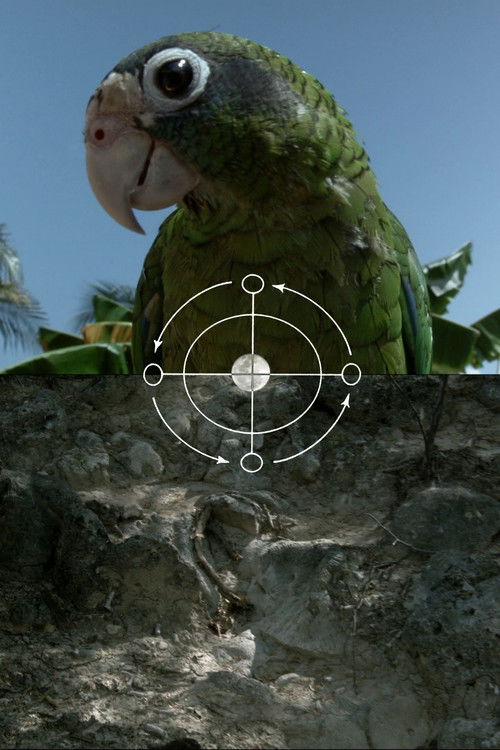 The Sea is History (2016) poster