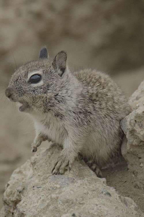 San Diego: America's Wildest City (2024) poster