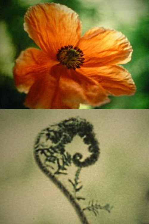 Tulipan (2002) poster