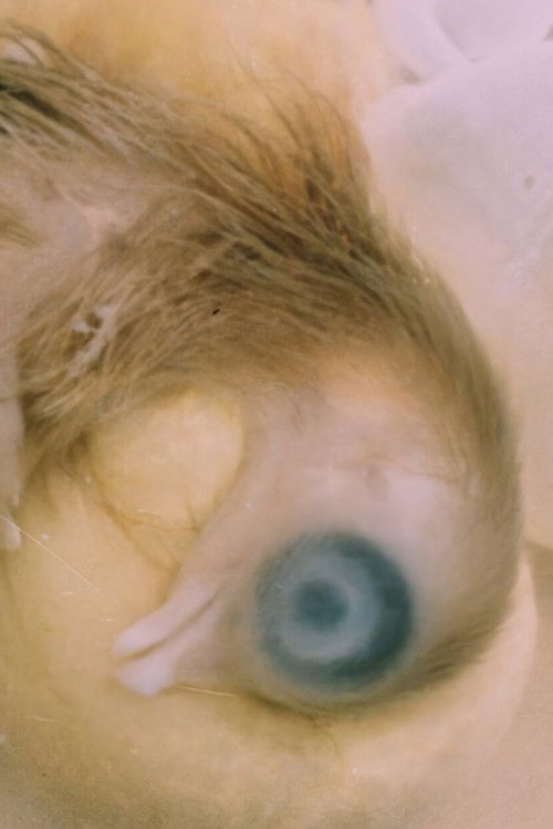 Development of the Bird Embryo (1956) poster